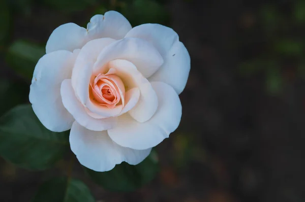 Rosa Pastel Vista Superior Jardín Fondo Natural Verde — Foto de Stock