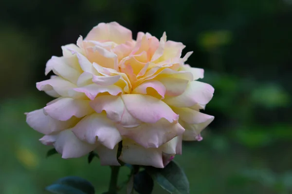 Pastell Rosa Ros Blomma Trädgården Grön Bakgrund — Stockfoto