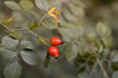 Gül kalça, gül haw, köpek gül, yakın, yapraklar, doğa, açık hava.