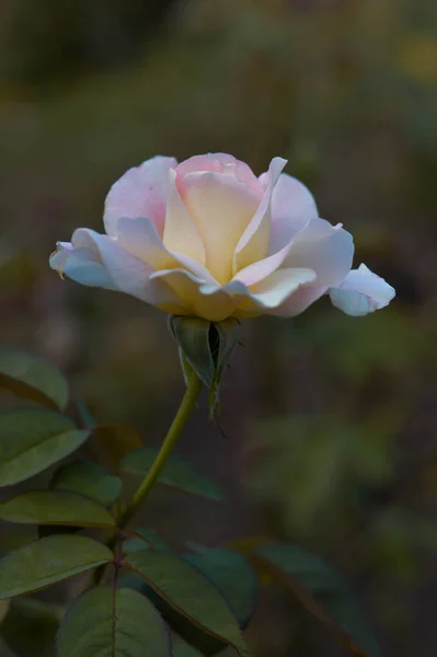 Rosa Pastel Rosa Amarilla Cerca Jardín Macro Cabeza Flor — Foto de Stock