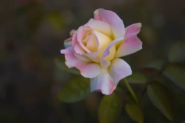 Rosa Pastel Rosa Amarilla Cerca Jardín Macro Cabeza Flor — Foto de Stock