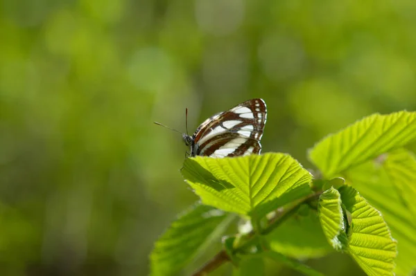Κοινό Ναύτης Καφέ Και Λευκό Πεταλούδα Ένα Πράσινο Φύλλο Μακροεντολή — Φωτογραφία Αρχείου