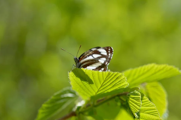 Κοινό Ναύτης Καφέ Και Λευκό Πεταλούδα Ένα Πράσινο Φύλλο Μακροεντολή — Φωτογραφία Αρχείου