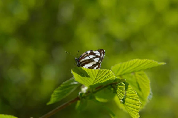 Marin Commun Papillon Brun Blanc Sur Une Feuille Verte Macro — Photo