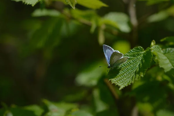 Glaucopsyche Lygdamus Srebrny Niebieski Motyl Wspólnej Granicy Pozostawić Blisko Makro — Zdjęcie stockowe