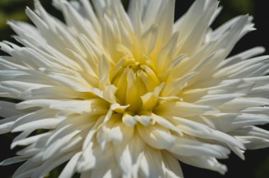 Beyaz yıldız çiçeği, taç yaprakları, beyaz bahçe çiçeği, sarı orta