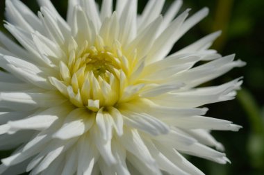 Beyaz yıldız çiçeği, taç yaprakları, beyaz bahçe çiçeği, sarı orta