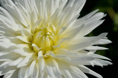 Beyaz yıldız çiçeği, taç yaprakları, beyaz bahçe çiçeği, sarı orta