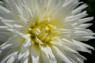 Beyaz yıldız çiçeği, taç yaprakları, beyaz bahçe çiçeği, sarı orta