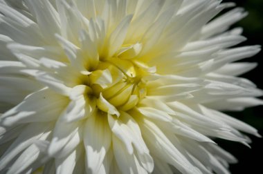 Beyaz yıldız çiçeği, taç yaprakları, beyaz bahçe çiçeği, sarı orta