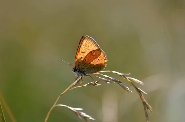 Motyl Miedziany Rzadki Miedziany Pomarańczowy Motyl Roślinach Przyrodniczych Zbliżenie — Zdjęcie stockowe