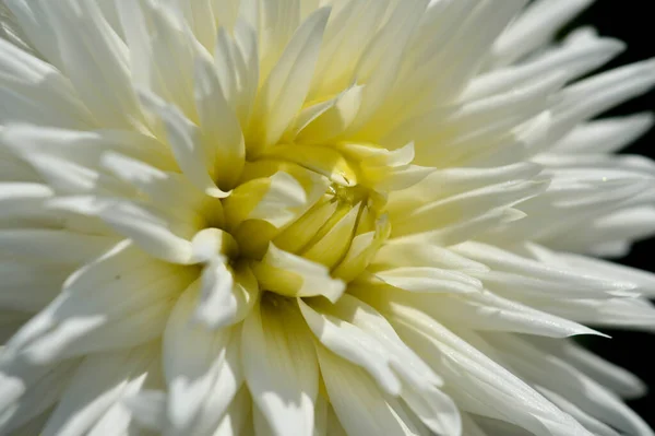 White Dahlia Flower Close Petals White Garden Flower Yellow Middle — Stock Photo, Image