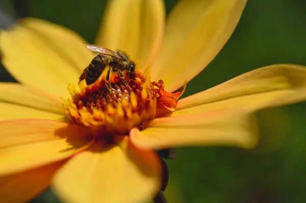 Bijen Een Gele Dahlia Bloem Close Werkende Bij — Stockfoto