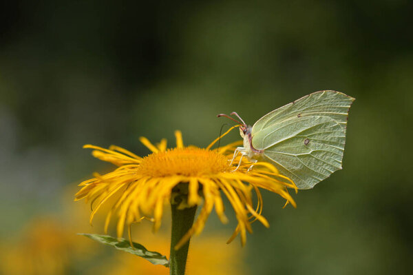 Common brimstone butterfly on a yellow flower close up, macro, closed wings, side view. Yellow, white butterfly.