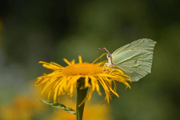 常见的硫磺蝴蝶在一朵黄色的花朵上闭着 宏观的 闭着的翅膀 侧面看 白色蝴蝶 — 图库照片