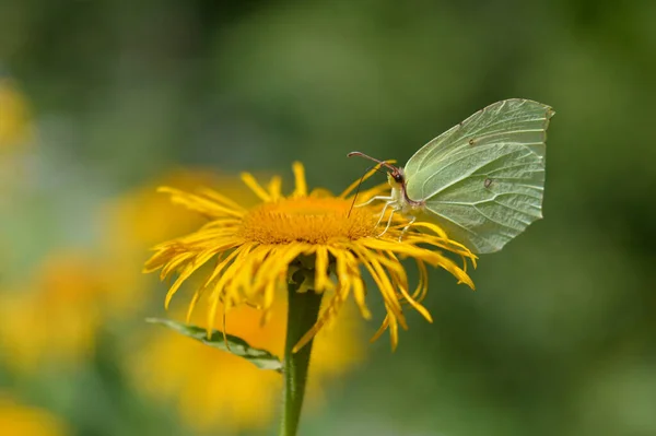 常见的硫磺蝴蝶在一朵黄色的花朵上闭着 宏观的 闭着的翅膀 侧面看 白色蝴蝶 — 图库照片