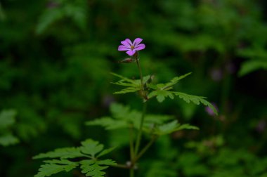 Geranium robertianum, küçük mor çiçek, bitki-Robert, turna gagası çiçeği, yakın plan, kır çiçeği