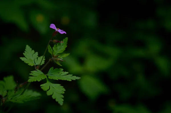 Geranium Robertianum Kleine Paarse Bloem Kruid Robert Kranen Snavel Bloem — Stockfoto