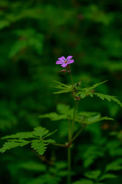 Geranium Robertianum Kleine Paarse Bloem Kruid Robert Kranen Snavel Bloem — Stockfoto