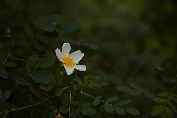 Biały Pies Róża Dziki Kwiat Róży Przyrodzie Zielone Tło Zbliżenie — Zdjęcie stockowe