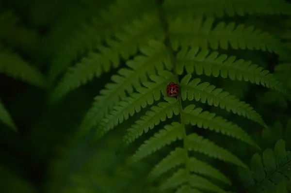 Жук Листке Папоротника Маленький Красный Жук Черными Точками Зеленом Листе — стоковое фото