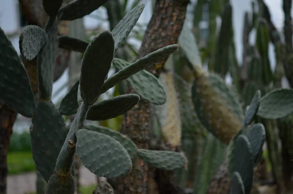 Cactus Cactus Espinosos Jardín Botánico Aire Libre —  Fotos de Stock