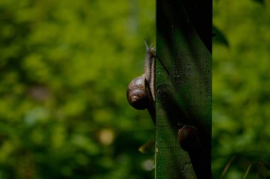 Çitte salyangoz, iki salyangoz, yakından salyangoz, yeşil arka plan, açık hava, doğa..