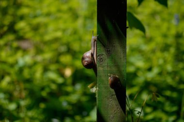 Çitte salyangoz, iki salyangoz, yakından salyangoz, yeşil arka plan, açık hava, doğa..