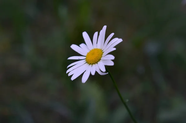 Wołooka Stokrotka Stokrotka Stokrotka Dla Psów Margeryt Biały Stokrotka Kwiat — Zdjęcie stockowe