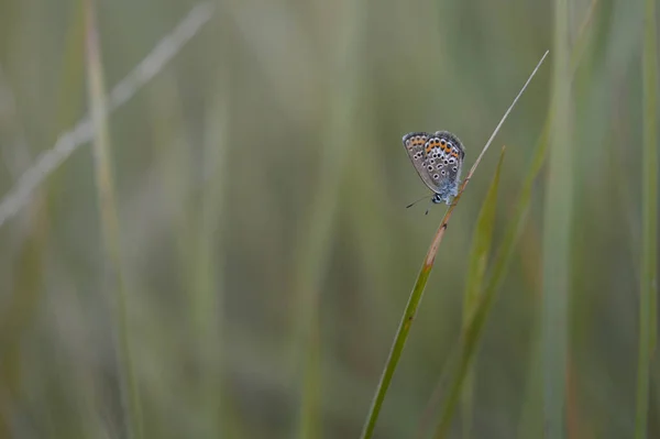 Polyommatus icarus, common blue butterfly, small butterfly blue and grey, with orange and black spots in nature on a plant close up.