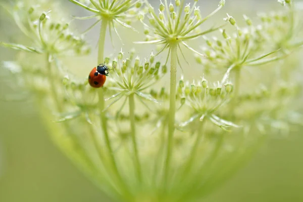 Nyckelpiga Vild Morotsblomma Närbild Makro Dam Bugg Liten Röd Skalbagge — Stockfoto