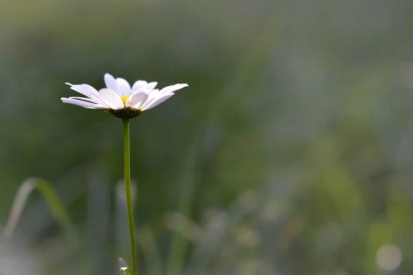 Eye Tusensköna Oxeye Tusensköna Hund Tusensköna Marguerite Vit Och Gul — Stockfoto