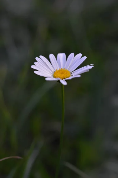 Marguerite Aux Yeux Boeuf Marguerite Marguerite Fleur Sauvage Blanche Jaune — Photo