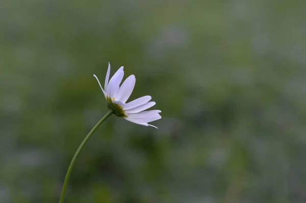 Eye Tusensköna Oxeye Tusensköna Hund Tusensköna Marguerite Vit Och Gul — Stockfoto