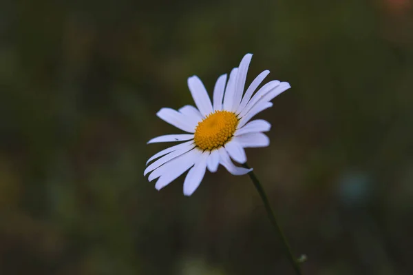 Eye Tusensköna Oxeye Tusensköna Hund Tusensköna Marguerite Vit Och Gul — Stockfoto