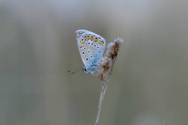 Kuru bir bitki üzerinde ortak mavi kelebek, doğadaki küçük gri ve mavi kelebek, sonbahar doğası, yan görüş, kapalı kanatlar, kelebeğin altı.