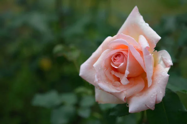 Pastel Pink Rose Rain Close Raindrops Water Drops Natural Background — Stock Photo, Image