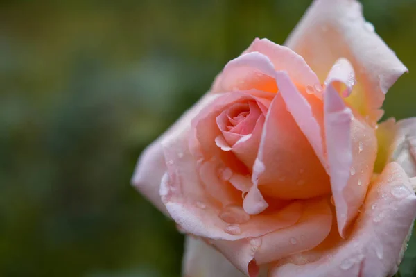 Pastel Pink Rose Rain Close Raindrops Water Drops Natural Background — Stock Photo, Image
