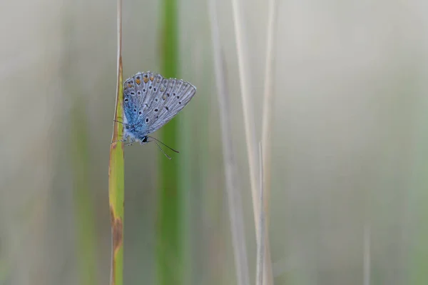 Papillon Bleu Commun Sur Une Feuille Dans Nature Gros Plan — Photo