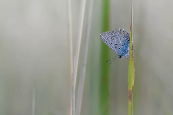 Gewöhnlicher Blauer Schmetterling Auf Einem Blatt Der Natur Nahaufnahme Makro — Stockfoto
