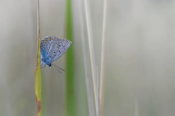 Κοινή Μπλε Πεταλούδα Ένα Φύλλο Στη Φύση Κοντά Μακροεντολή Μικρό — Φωτογραφία Αρχείου