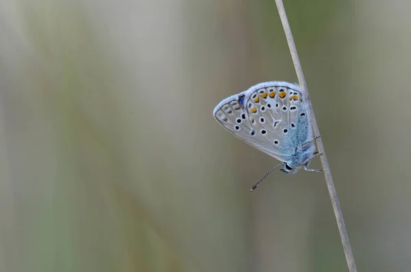 Borboleta Azul Comum Uma Planta Seca Pequena Borboleta Cinza Azul — Fotografia de Stock