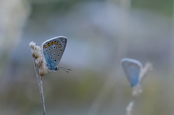Common blue butterfly on a dry plant, small grey and blue butterfly in nature, two butterfly one is blurry in the background on is in focus.