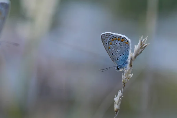 Közönséges Kék Pillangó Száraz Növényen Kis Szürke Kék Pillangó Természetben — Stock Fotó