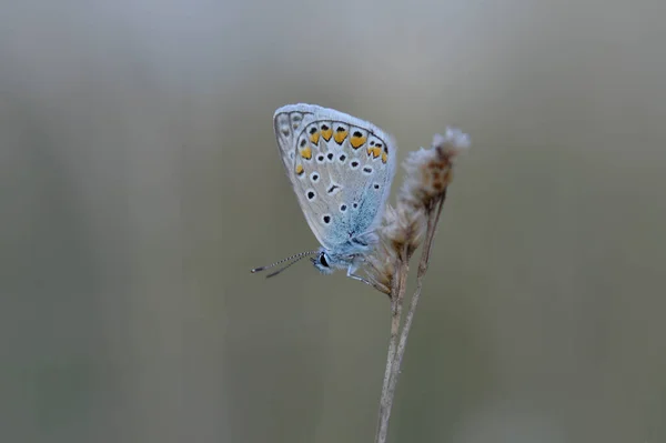 Common blue butterfly on a dry plant, small grey and blue butterfly in nature, autumn nature, side view, closed wings, underside of the butterfly.