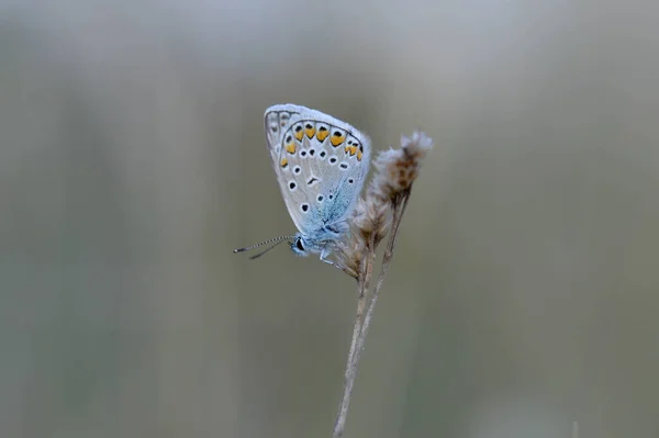 Κοινή Μπλε Πεταλούδα Ένα Ξηρό Φυτό Μικρό Γκρι Και Μπλε — Φωτογραφία Αρχείου