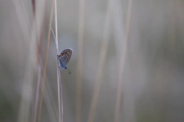 Nördlich Brauner Argus Schmetterling Auf Einer Trockenen Pflanze Der Natur — Stockfoto