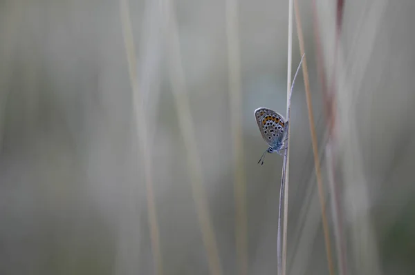 Papillon Argus Brun Nordique Sur Une Plante Sèche Dans Nature — Photo