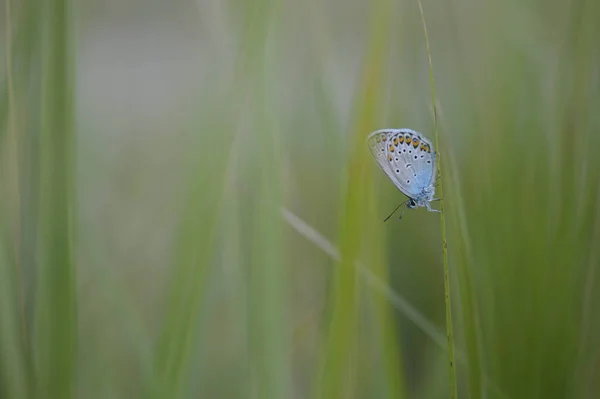 Gewöhnlicher Blauer Schmetterling Aus Nächster Nähe Auf Einem Blatt Der — Stockfoto