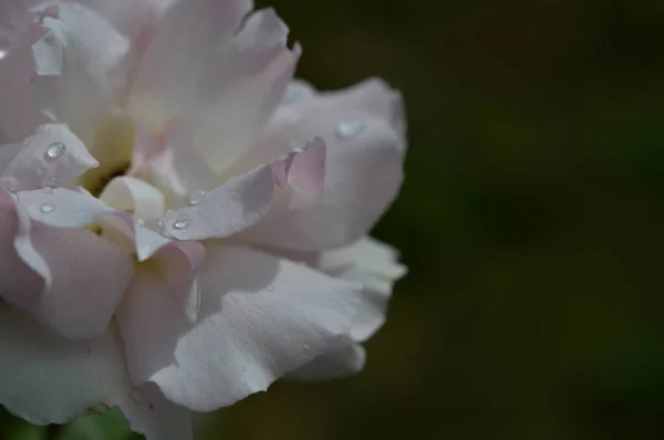 Pastel Pink Rose Raindrops Close Petals Raindrops Petals — Stock Photo, Image